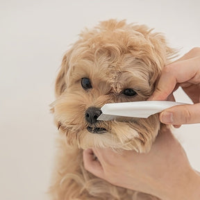 Stainless Steel Flea Comb – Easy & Effective Grooming